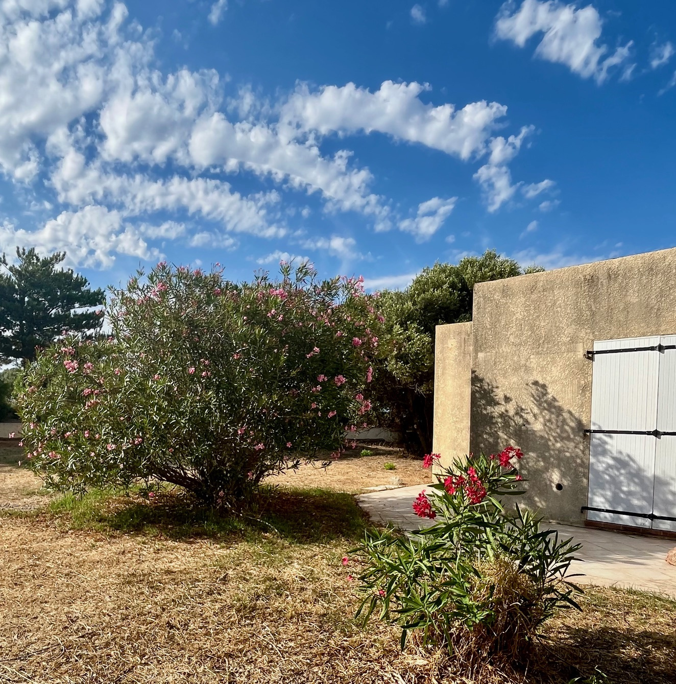 Agence immobilière de AL Immo CALVI CORSE